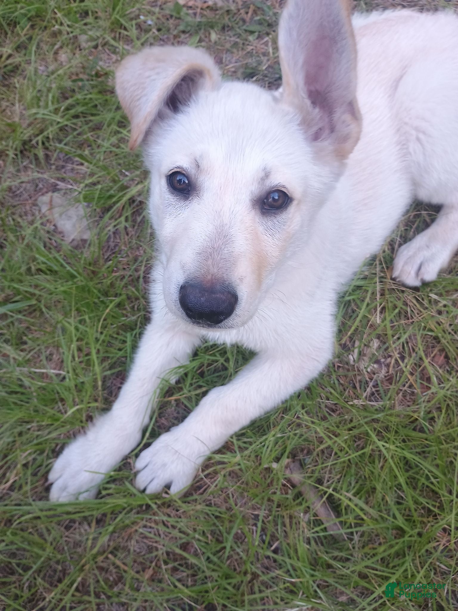 German Shepherd dogs Ghost - Ad 1