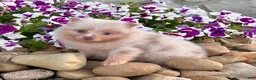 Pomeranian dogs for sale: Fluffy - Ad 5