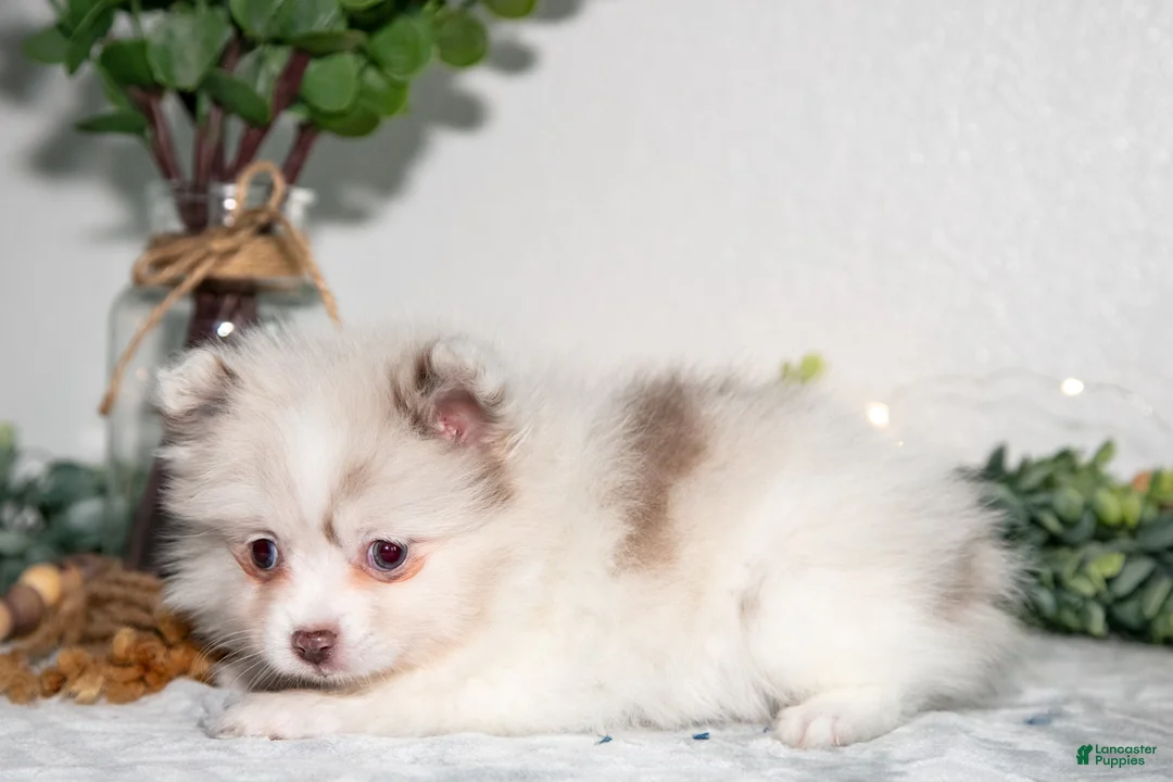 Pomeranian dogs for sale: Isabella - Ad 3