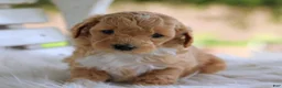 Mixed Breed dogs for sale: Buddy - Ad 5
