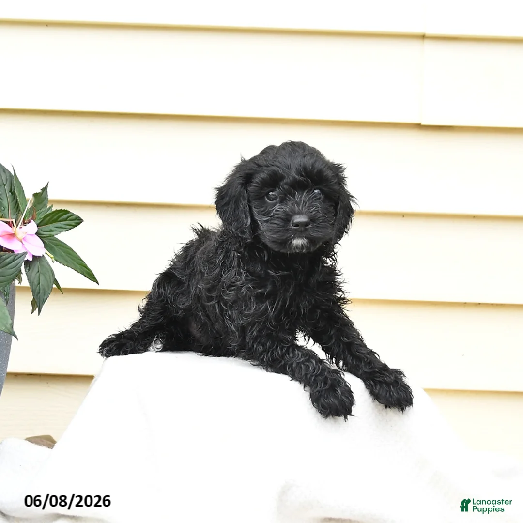Aussiedoodle dogs for sale: Rex - Ad 3