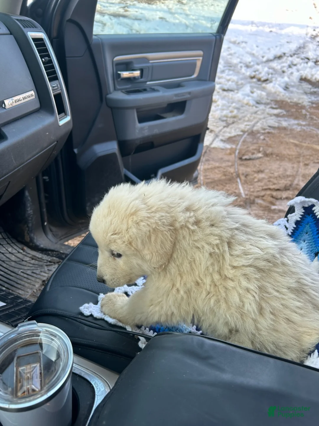 Mixed Breed dogs for sale: Bob - Ad 2