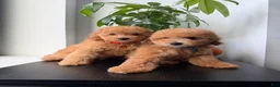 Toy Poodle dogs for sale: Polo - Ad 3