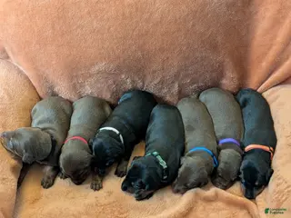 Doberman Pinscher dogs Doberman Pinscher Puppy 3 - Ad 32