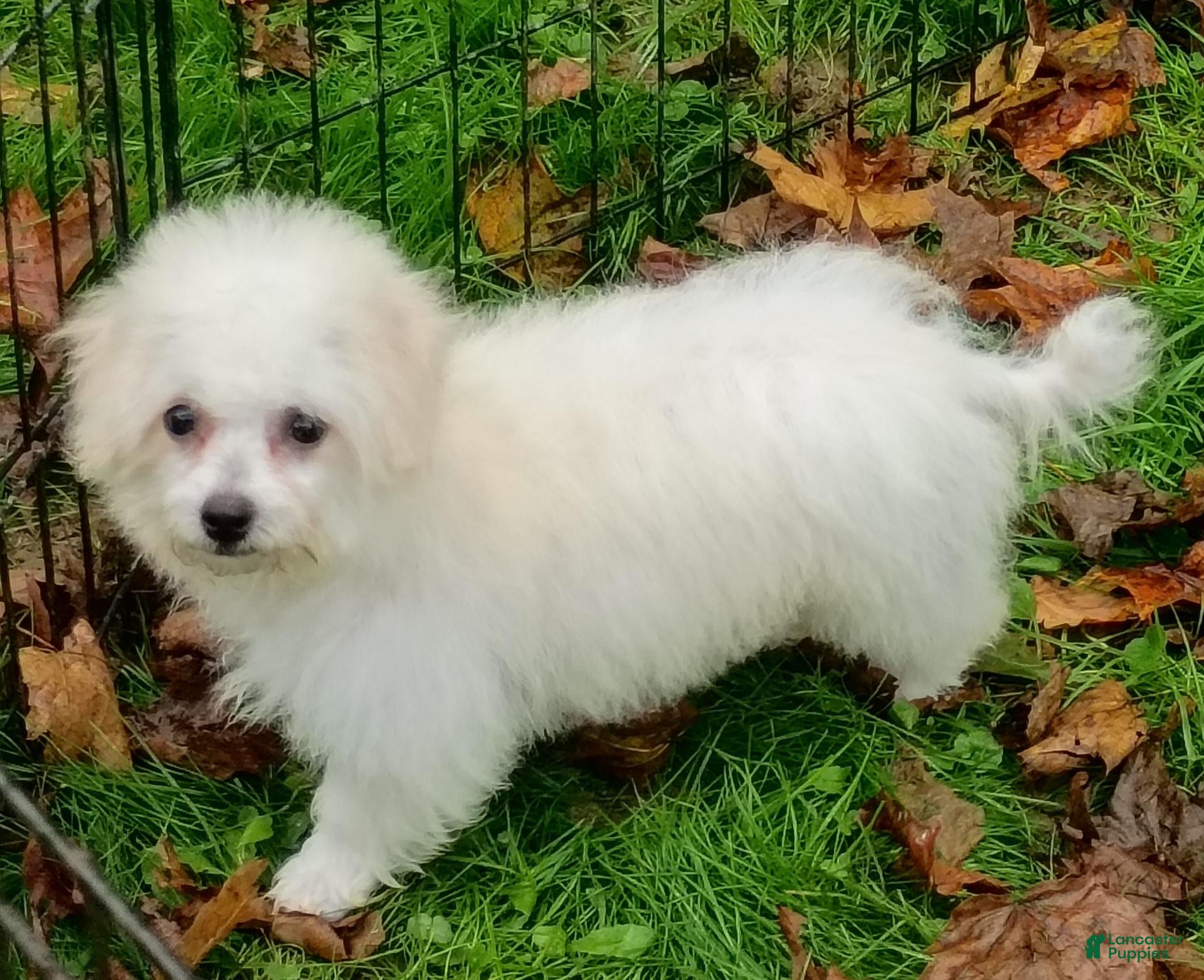 Bichon Frise dogs for sale: Snow  - Ad 2