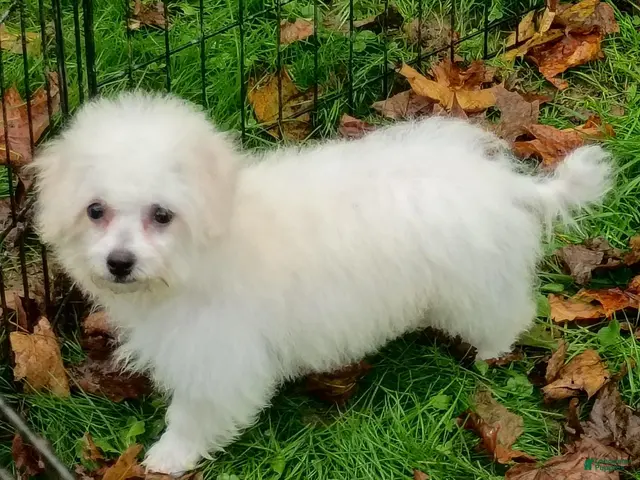 Bichon Frise dogs for sale: Snow - Ad 2