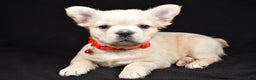 French Bulldog dogs for sale: Muffin - Ad 8