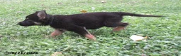 German Shepherd dogs for sale: Maple - Ad 5