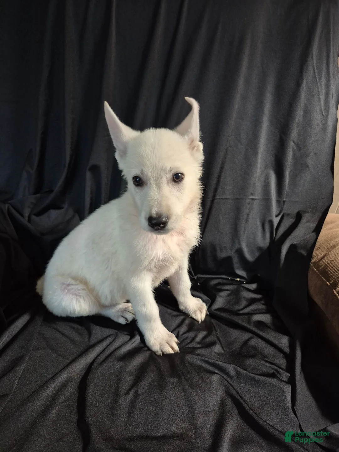 German Shepherd dogs for sale: Duke - Ad 1