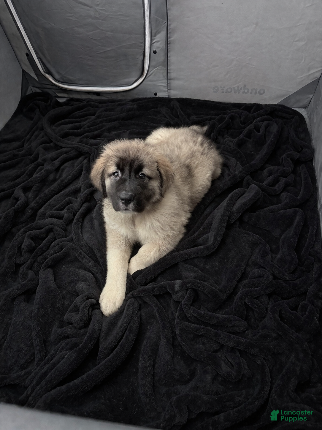 Caucasian Shepherd Dog dogs Arctic~Powerful Protection Caucasian Shepherd Dog Puppy 2 - Ad 2