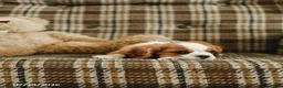 Cavalier King Charles Spaniel dogs for sale: Denver - Ad 3