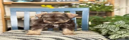 Miniature Schnauzer dogs for sale: Smokey - Ad 6