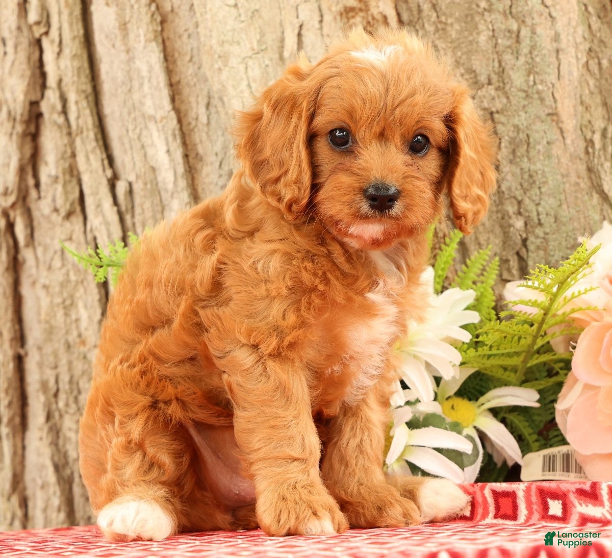 Cavapoo dogs Jenny - Ad 1