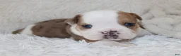 English Bulldog dogs for sale: Henry - Ad 8