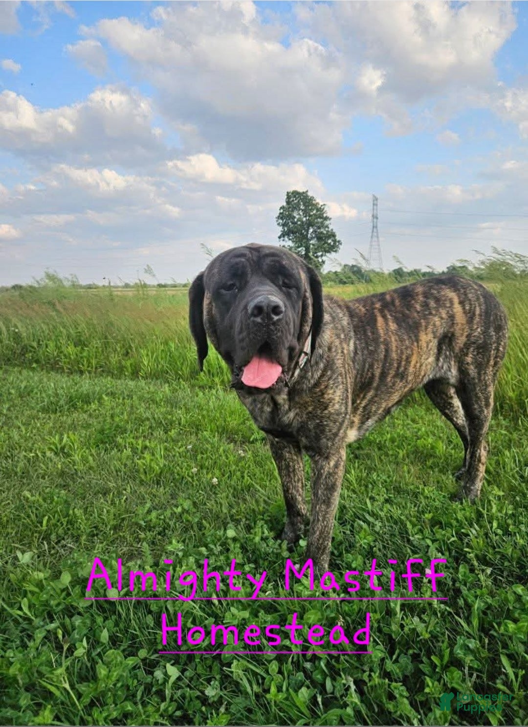 Apricot Brindle English Mastiff Apricot Brindle English Mastiff