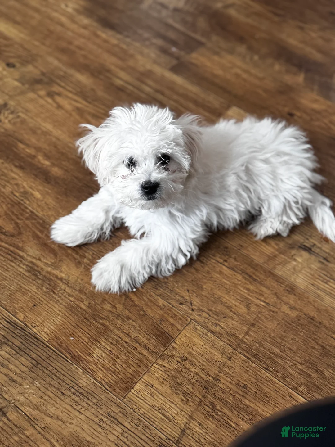 Bichon Frise dogs for sale: Bichon Frise (Toby) - Ad 2