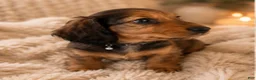 Miniature Dachshund dogs for sale: Stella - Ad 2