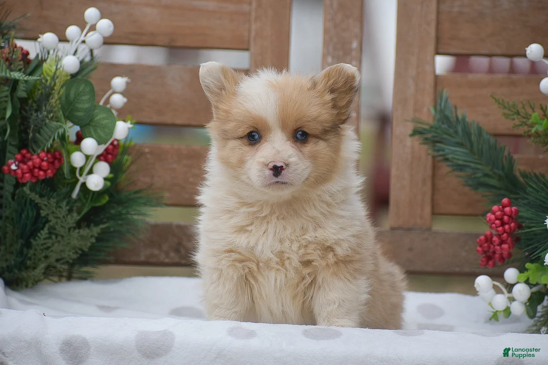 Welsh Corgi Pembroke dogs for sale: Morocco - Ad 5