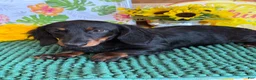 Miniature Dachshund dogs for sale: Gabe - Ad 3