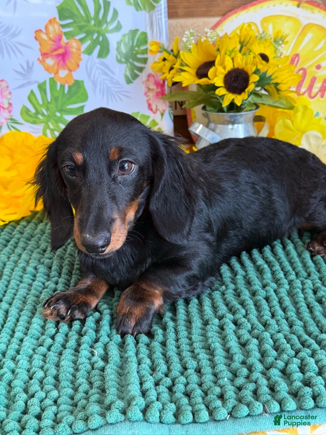 Miniature Dachshund dogs for sale: Gabe - Ad 3