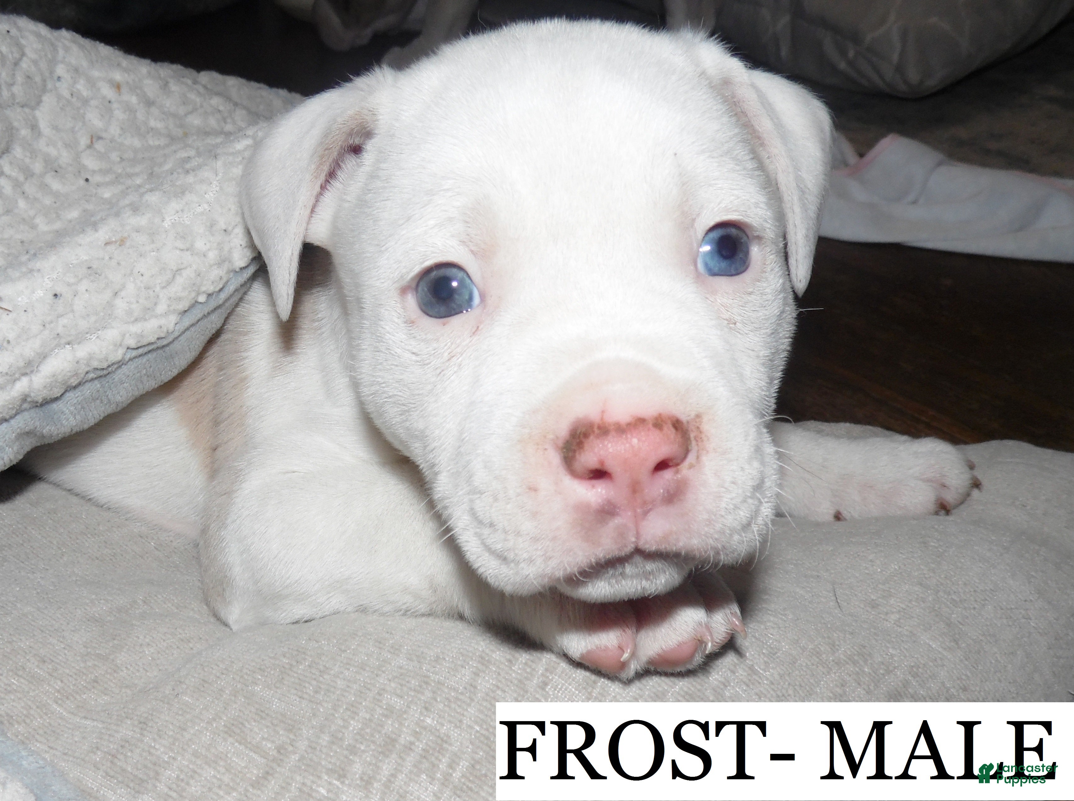 American Pit Bull Terrier dogs FROST - Ad 10