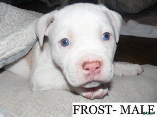 American Pit Bull Terrier dogs FROST - Ad 19