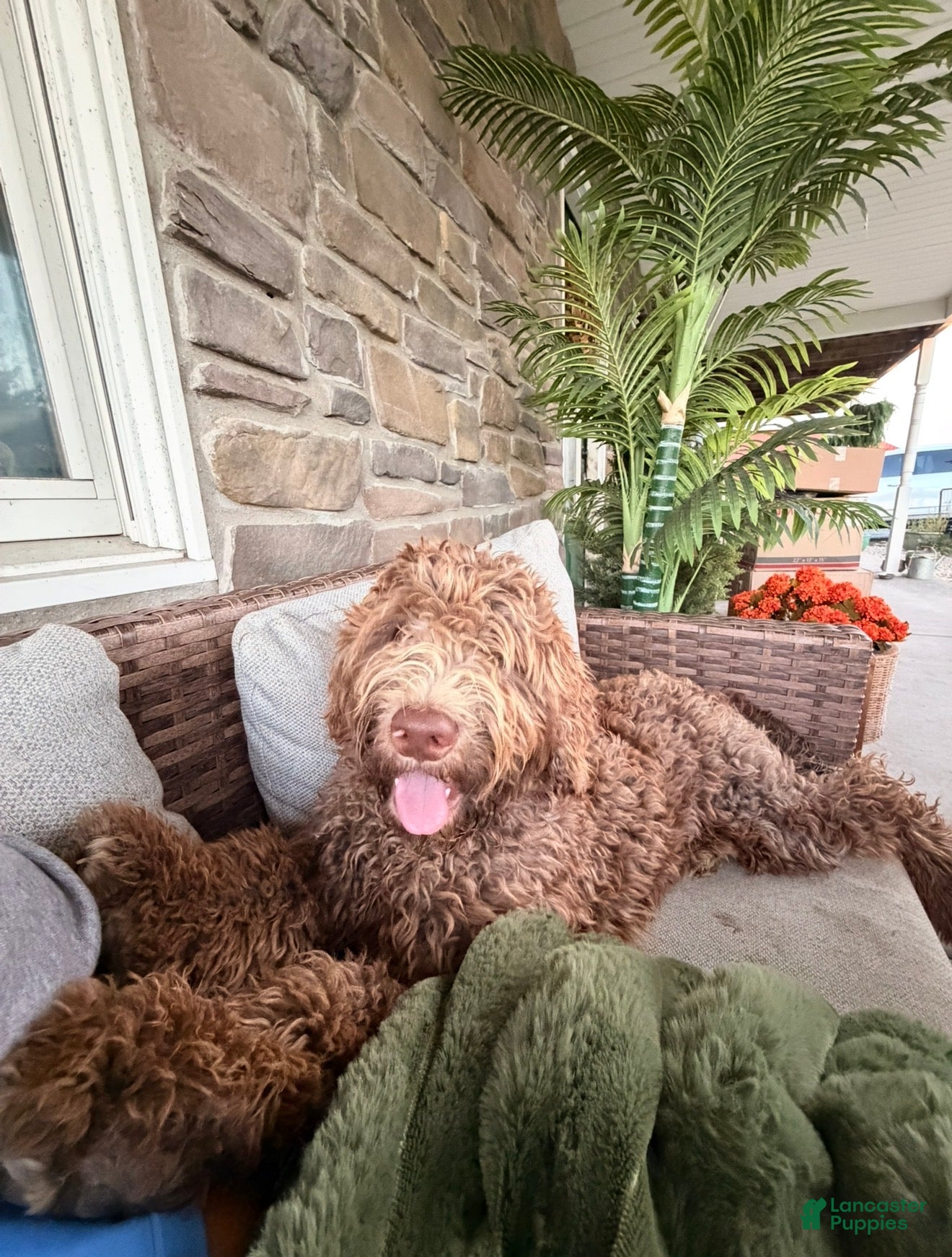 Goldendoodle dogs Teddy  - Ad 1