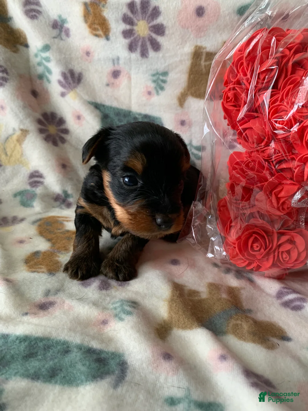 Yorkshire Terrier dogs for sale: Zara - Ad 2
