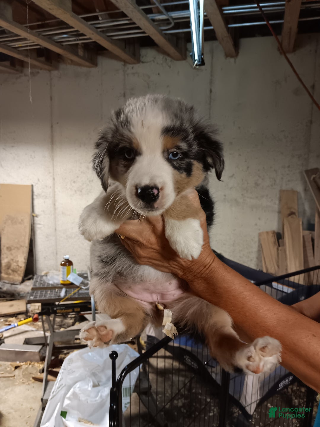 Miniature Australian Shepherd dogs for sale: montana - Ad 1