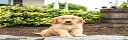Golden Retriever dogs for sale: Jasper - Ad 3