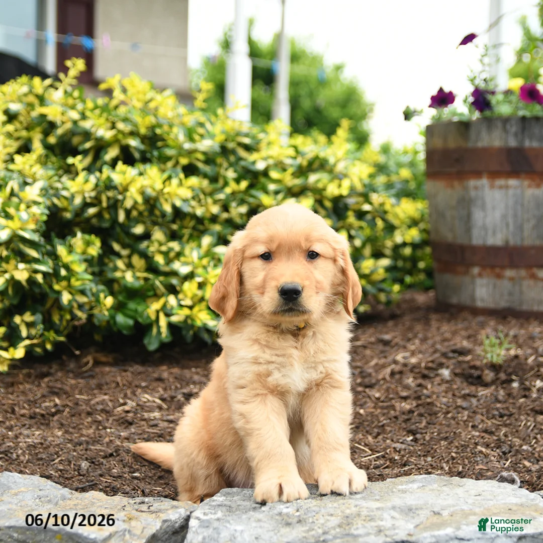 Golden Retriever dogs for sale: Jasper - Ad 3