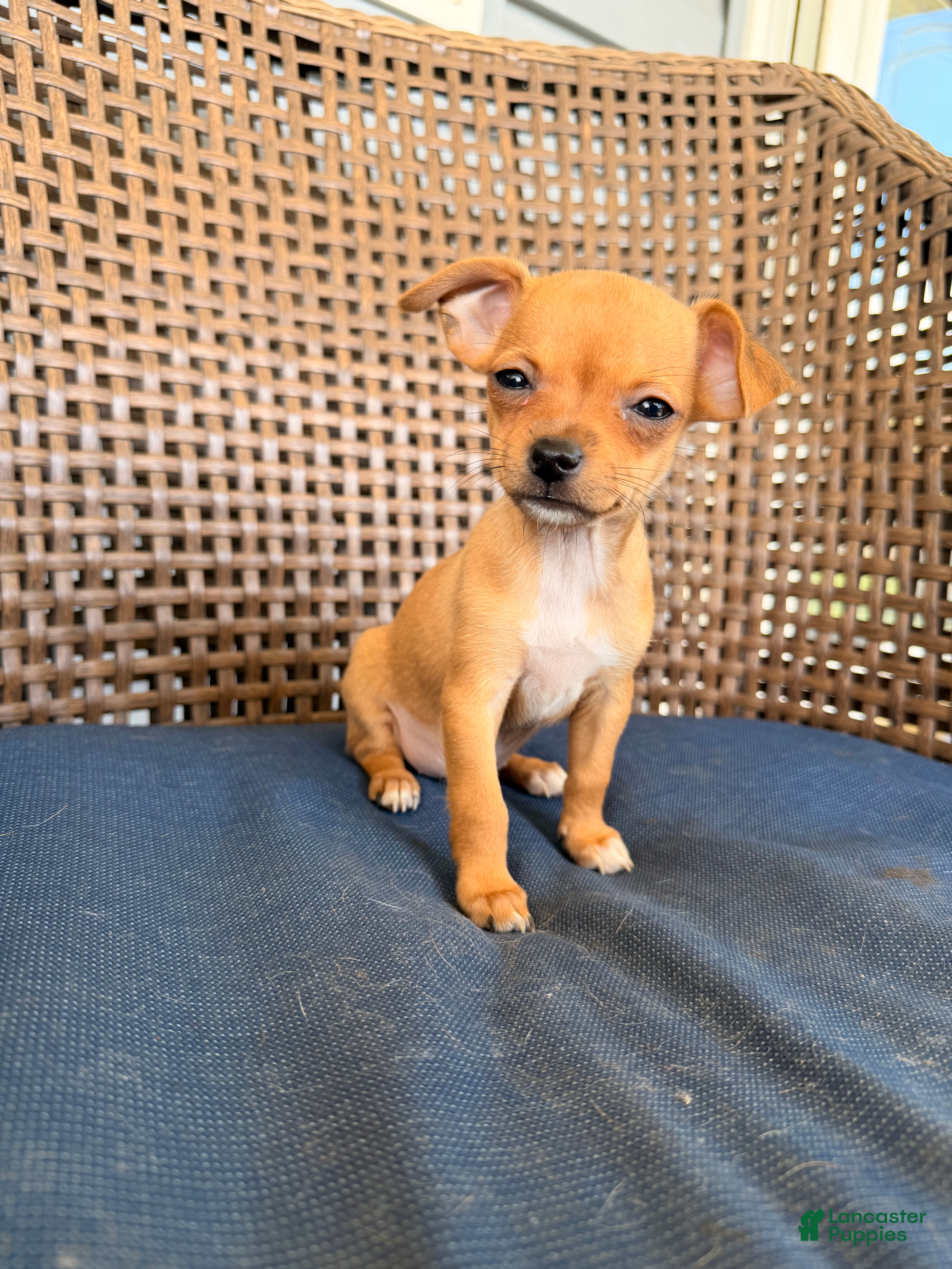 Chihuahua dogs Zina - Ad 2