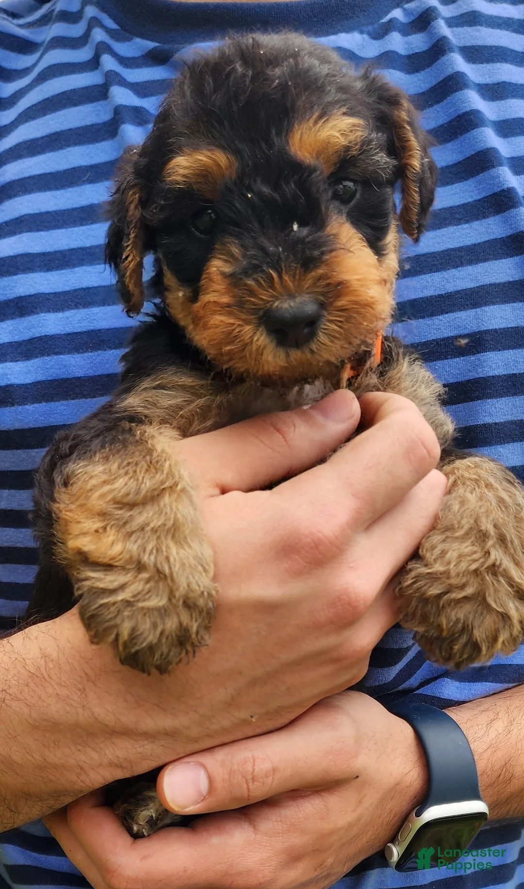 Airedale Terrier dogs for sale: Enchanted Airedales - Orange Boy - Ad 1