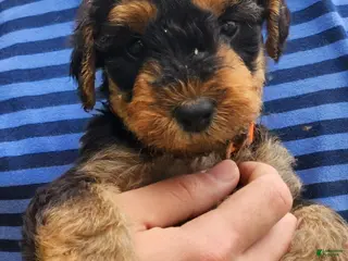Airedale Terrier dogs for sale: Enchanted Airedales - Orange Boy - Ad 2