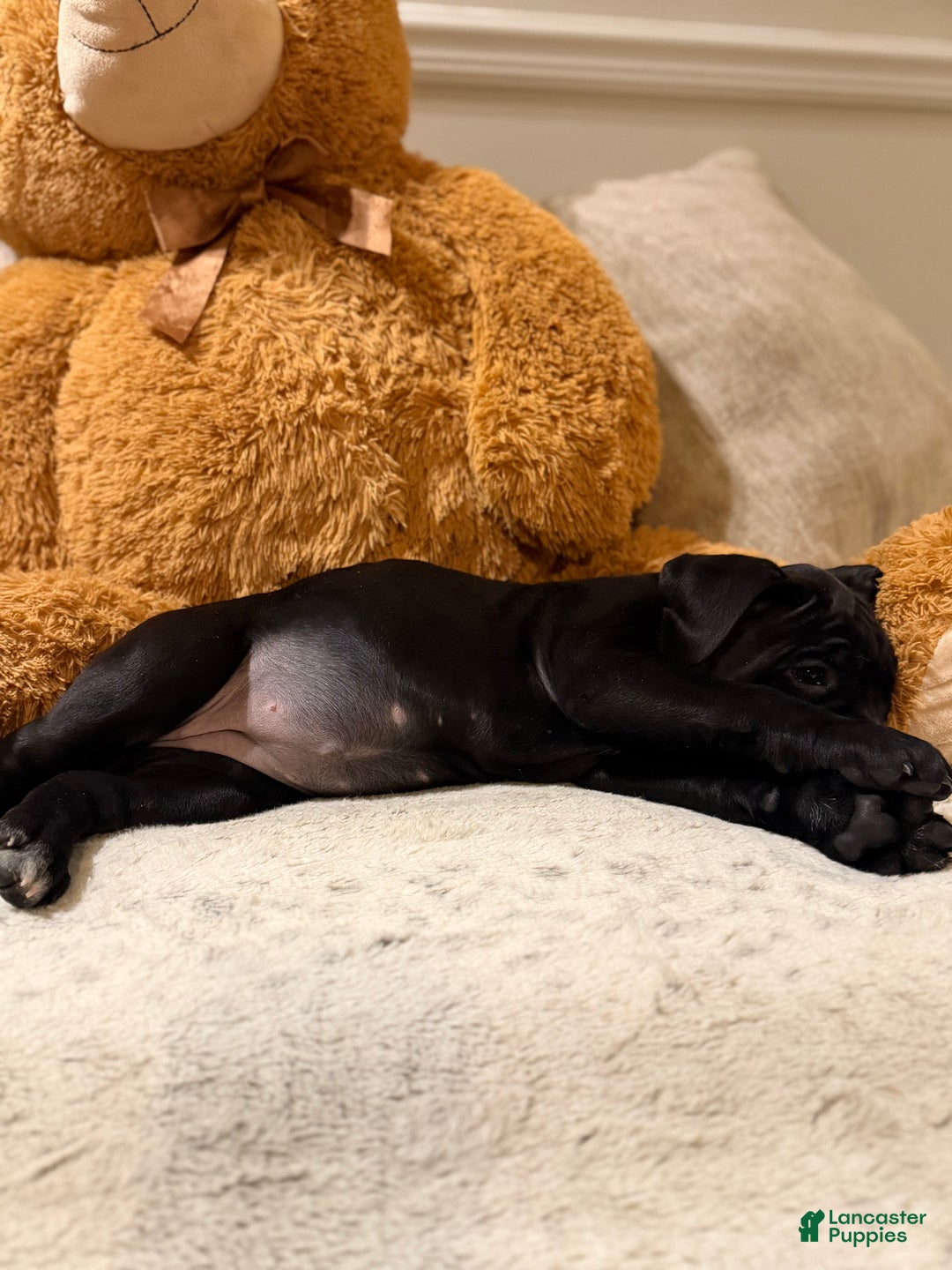 Cane Corso dogs for sale: Sweet Pea - Ad 9