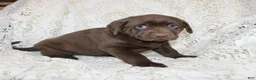 Labrador Retriever dogs for sale: Riley - Ad 3