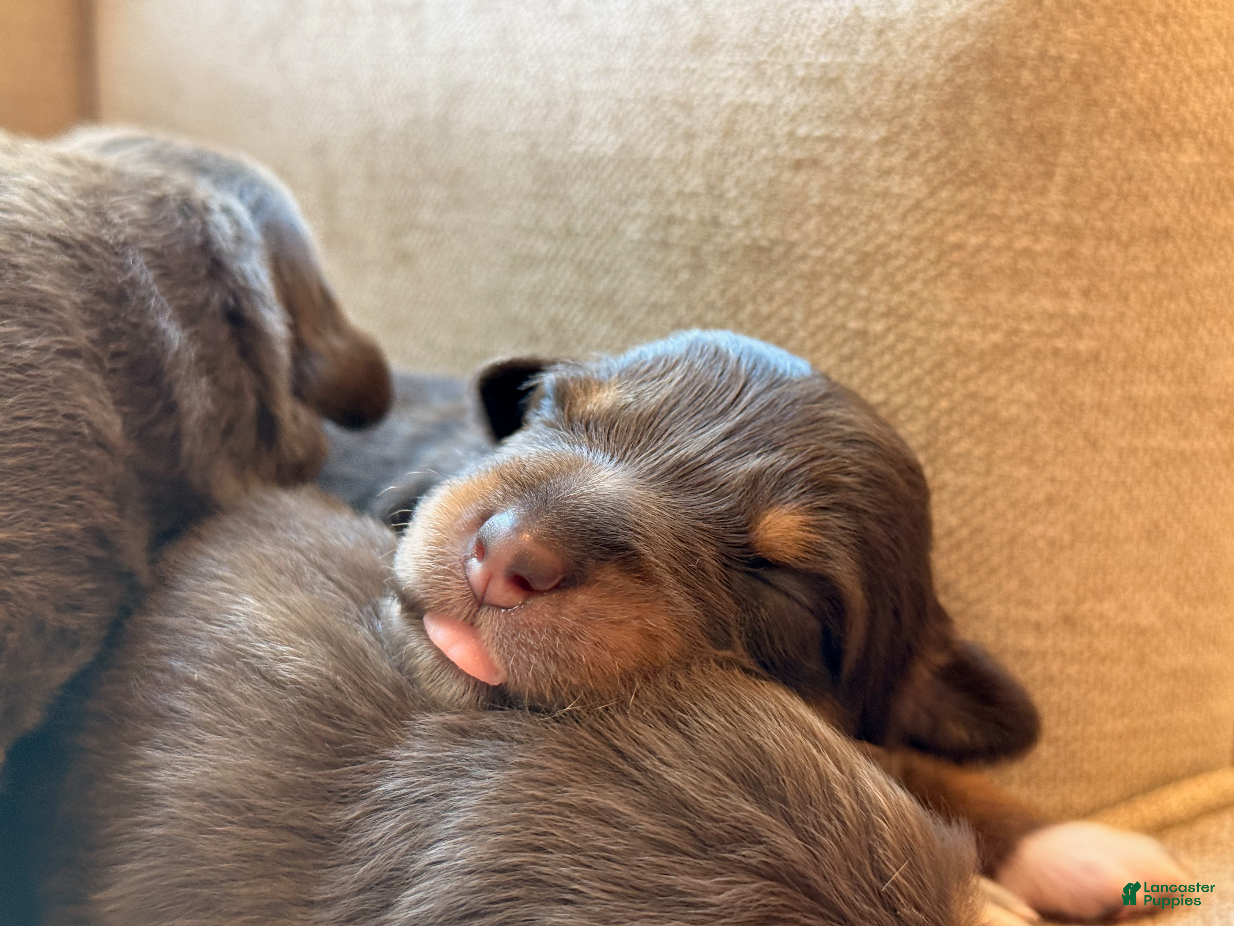 Australian Shepherd dogs for sale: Australian Shepherd 3 - Ad 4