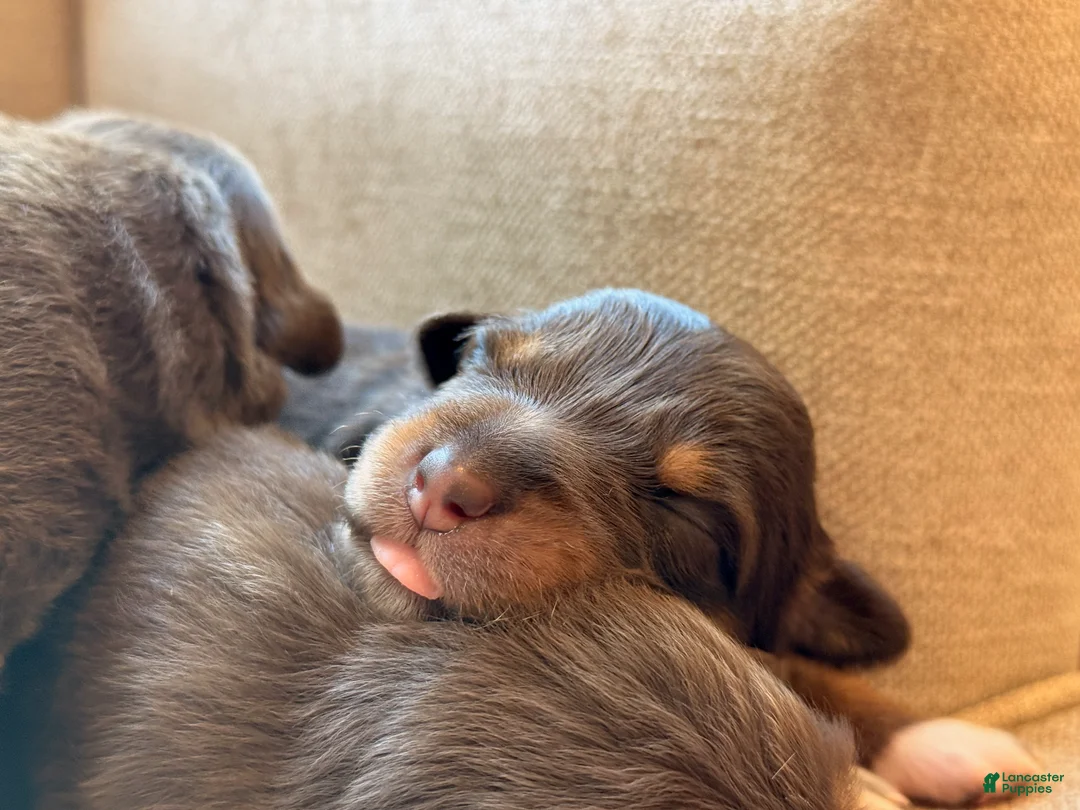 Australian Shepherd dogs for sale: Australian Shepherd 3 - Ad 1