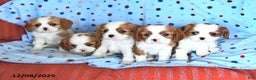 Cavalier King Charles Spaniel dogs for sale: Reddy - Ad 1