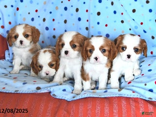 Cavalier King Charles Spaniel dogs Reddy - Ad 16