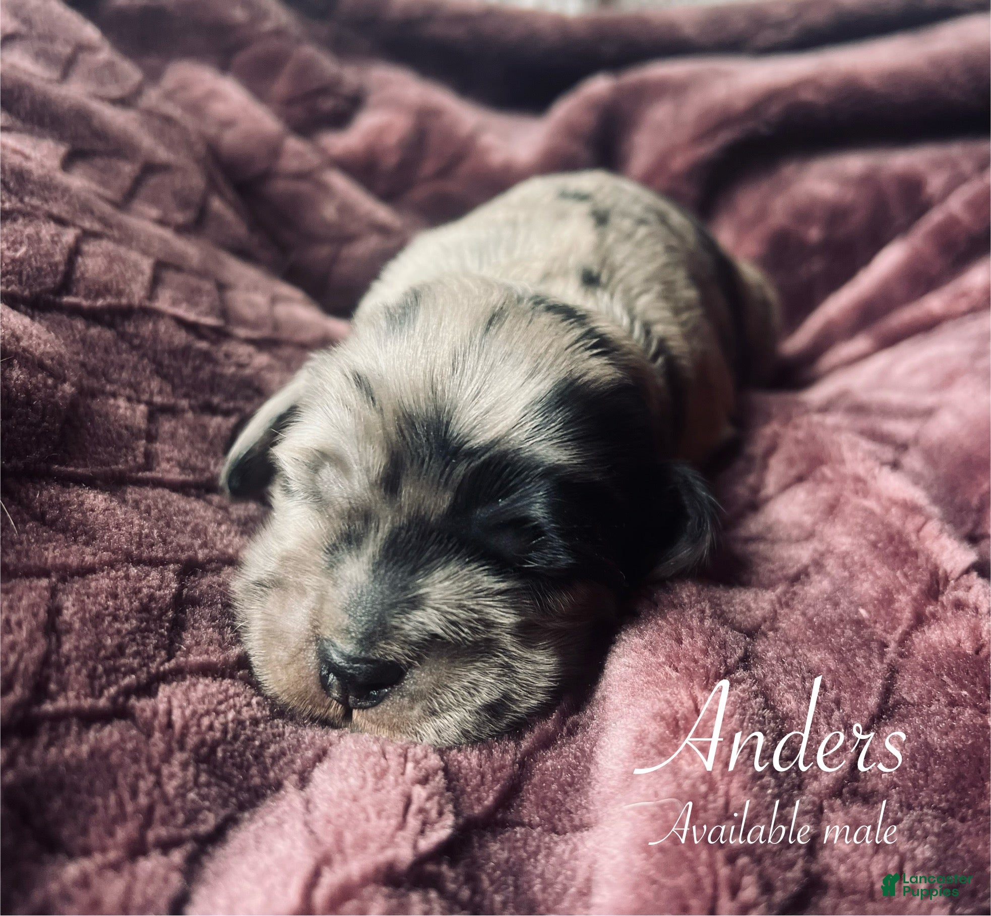Cocker Spaniel dogs Anders - Ad 34