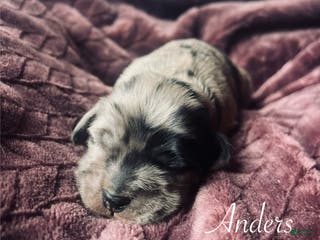 Cocker Spaniel dogs Anders - Ad 29