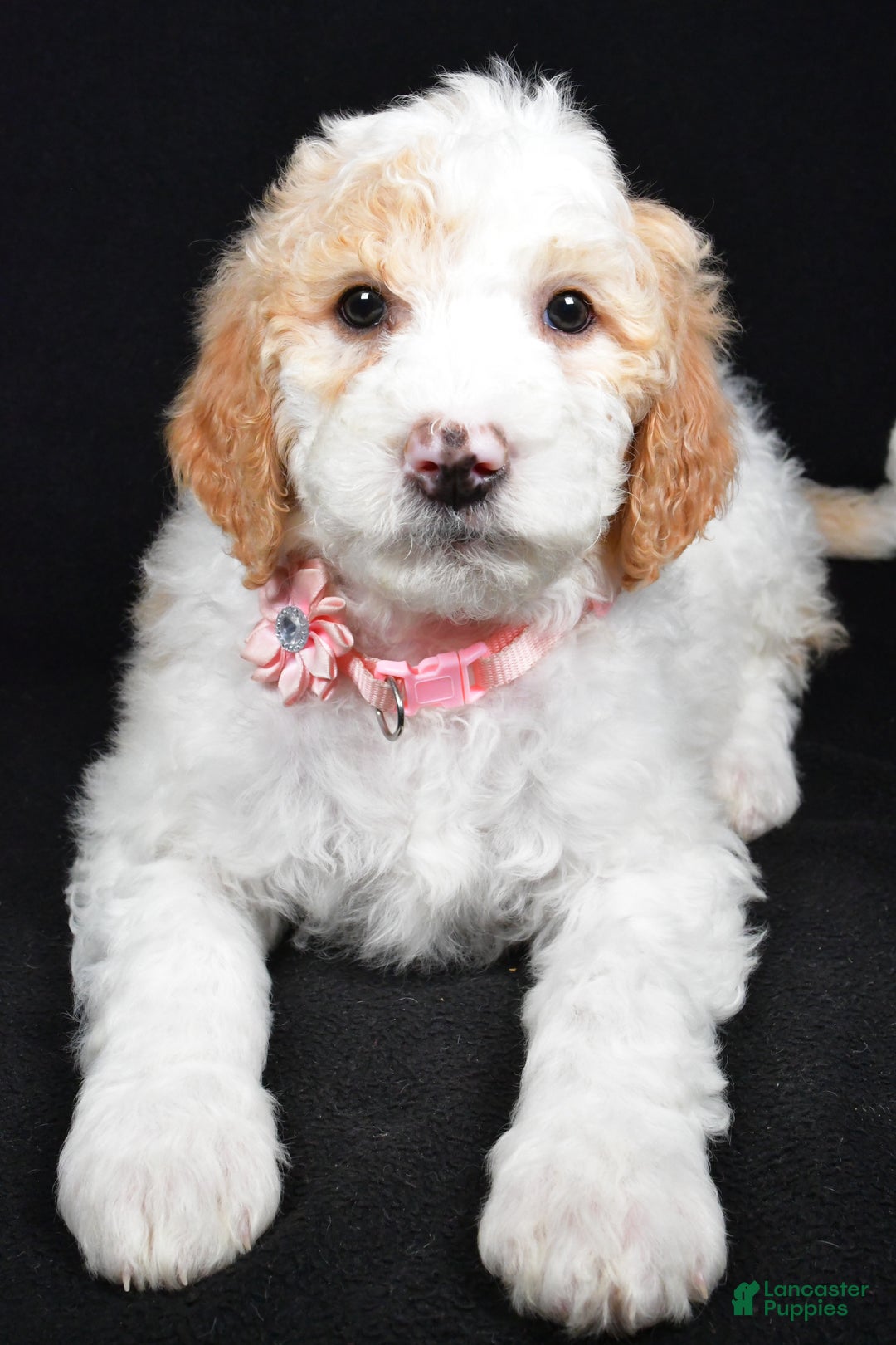 Sheepadoodle dogs for sale: Maddie - Ad 5