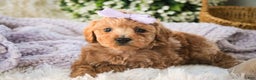 Miniature Poodle dogs for sale: Hazel - Ad 1