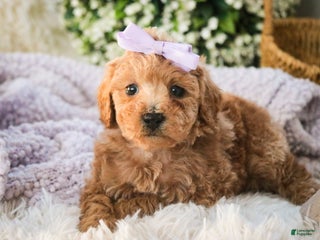 Miniature Poodle dogs Hazel - Ad 40