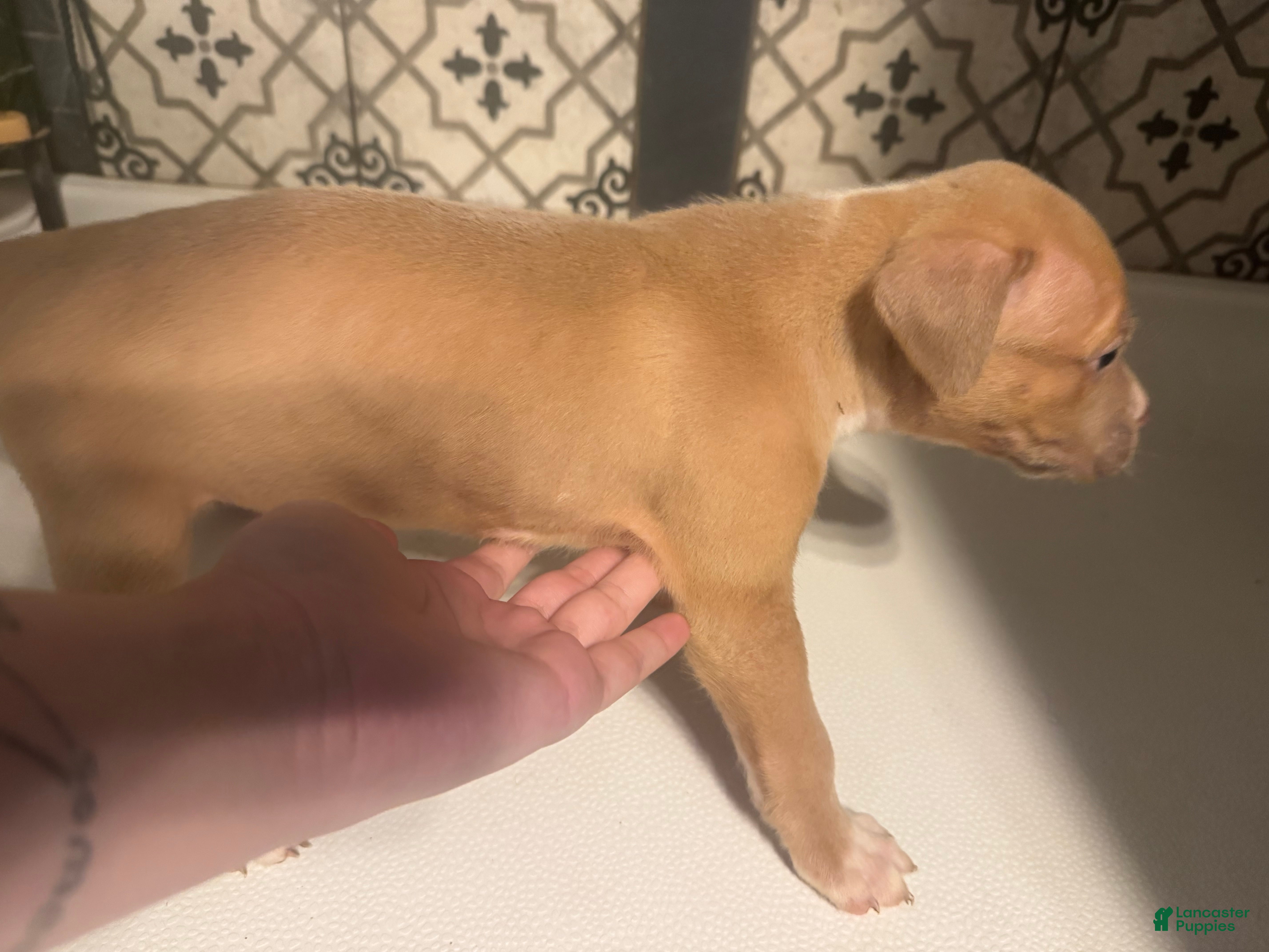 American Pit Bull Terrier dogs American Pit Bull Terrier Puppy 2 - Ad 6