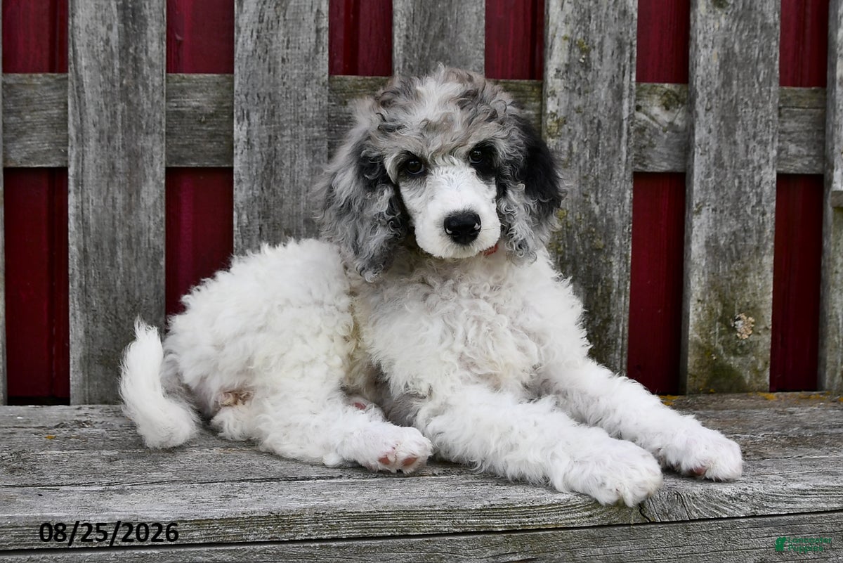 Standard Poodle dogs Rosie - Ad 2