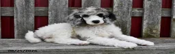 Standard Poodle dogs for sale: Rosie - Ad 2