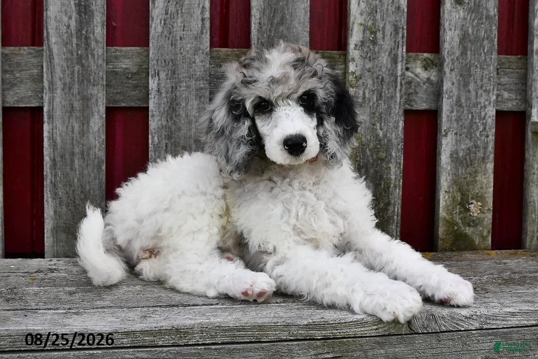 Standard Poodle dogs for sale: Rosie - Ad 2