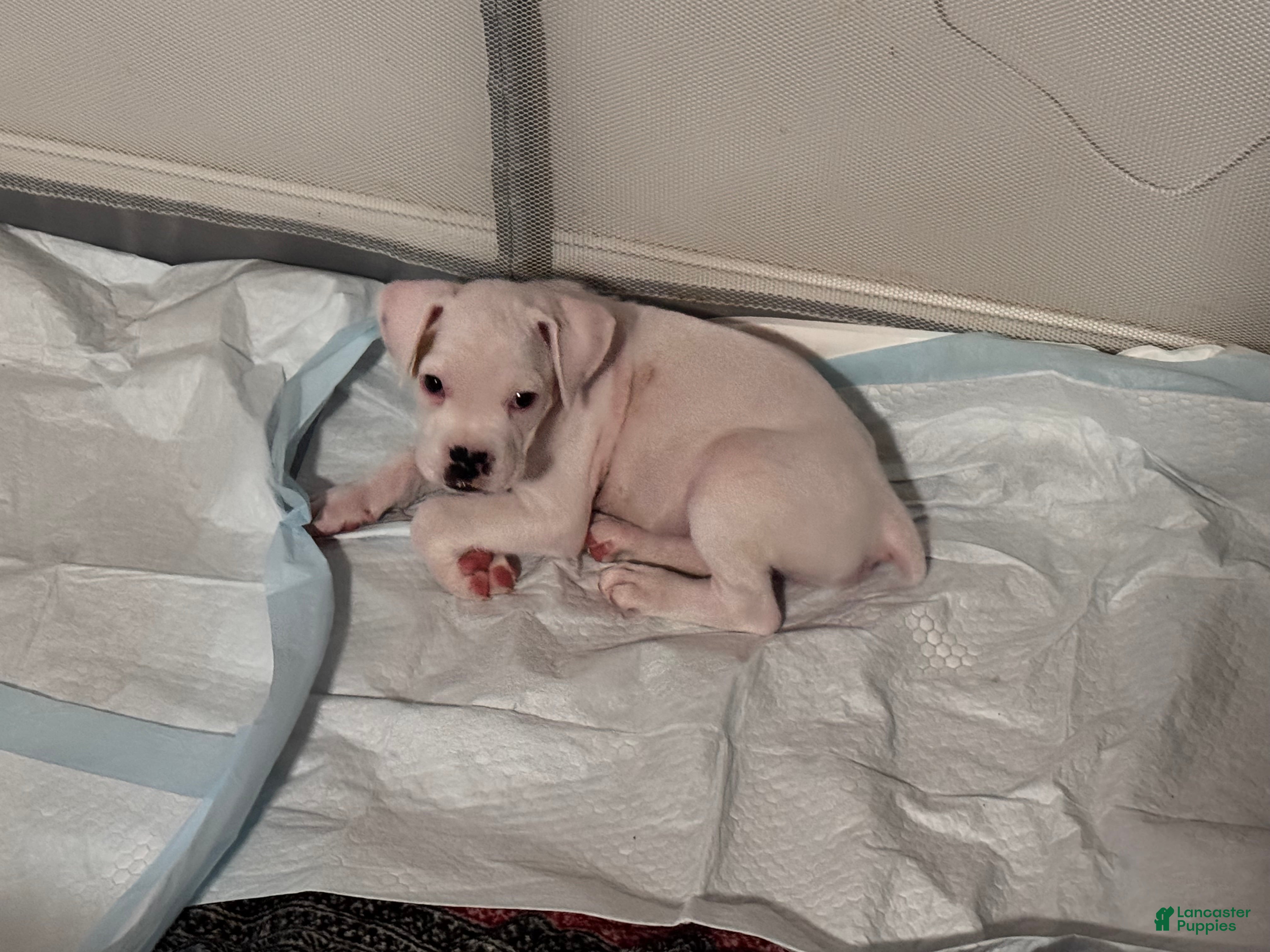 Boxer dogs Dexter - Ad 1